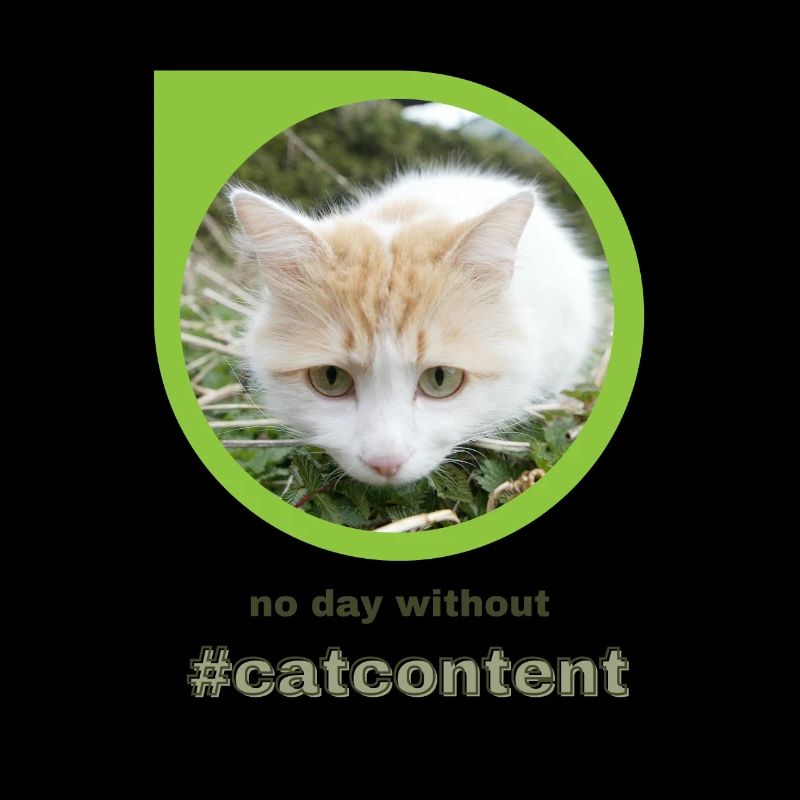 catcontent