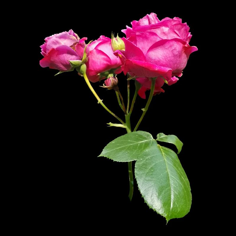 ROSEBUSH