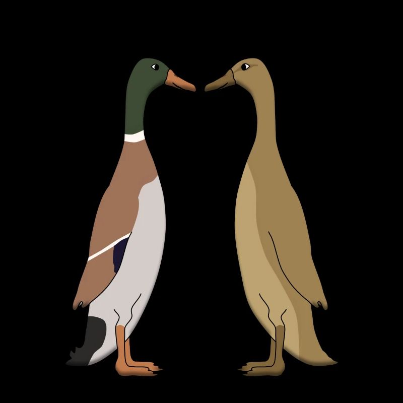 Duck