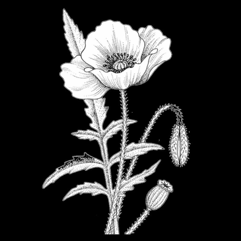 Coquelicot