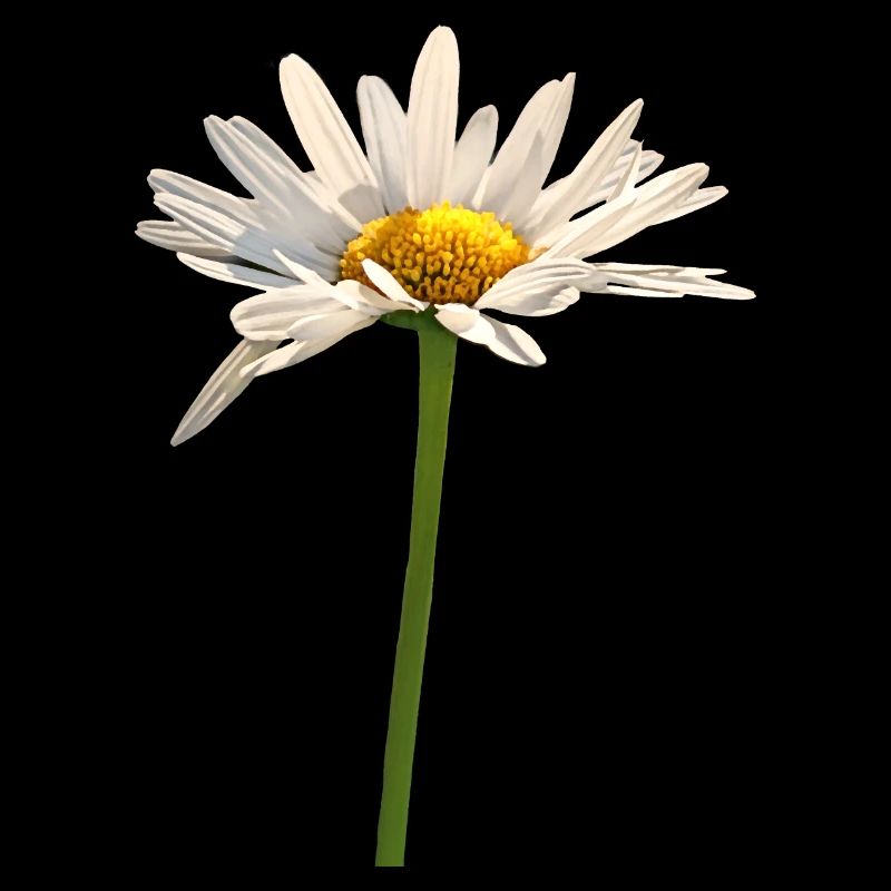 fleur