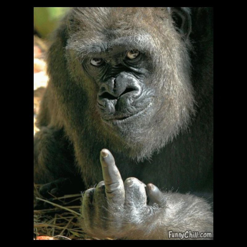 Funny Gorilla