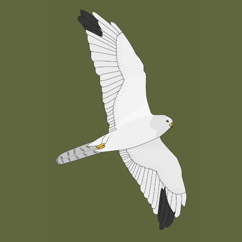 Pale Harrier
