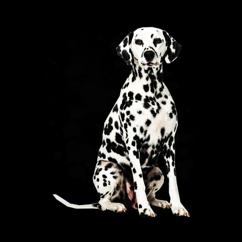 Dalmata
