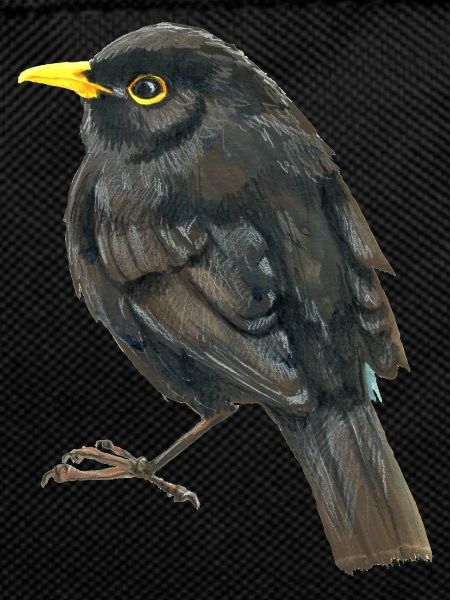 blackbird