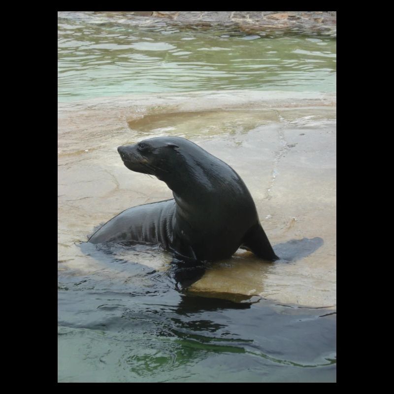 Sea Lion in a pool