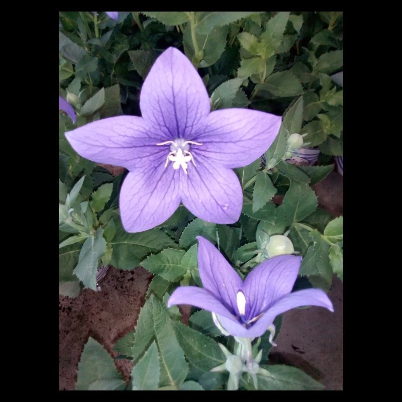 Fleur pourpre