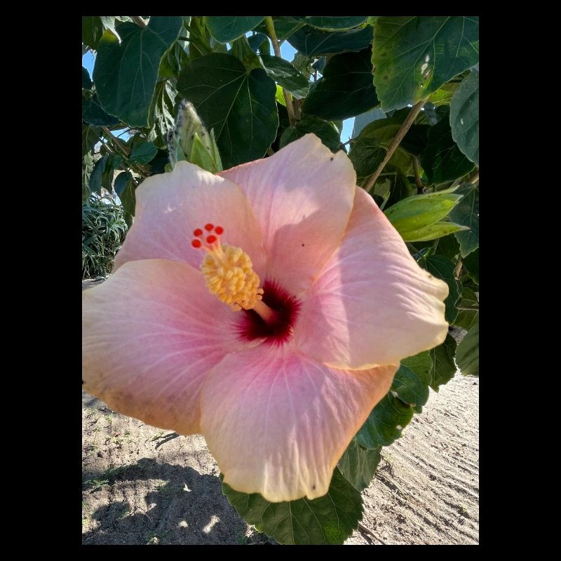 Hibiskus