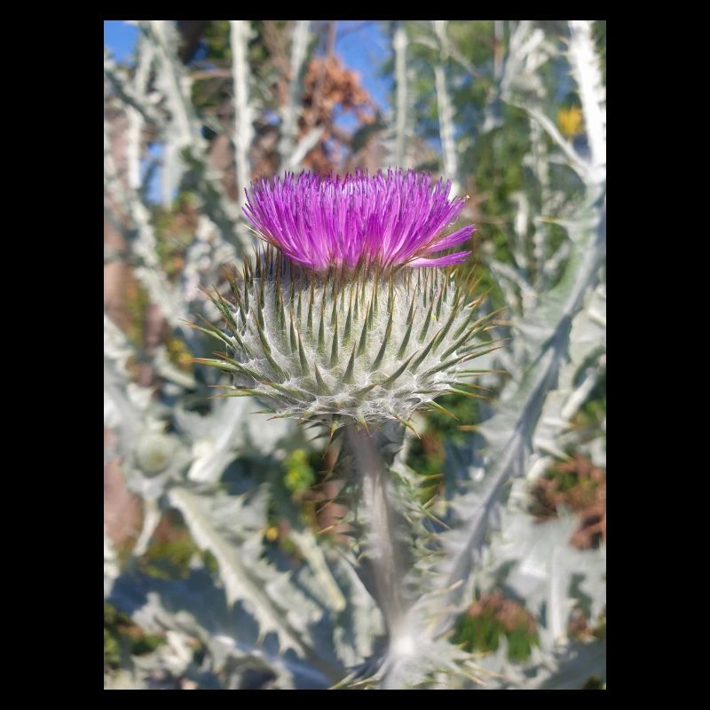 Scotch cotton thistle also woolly thistle