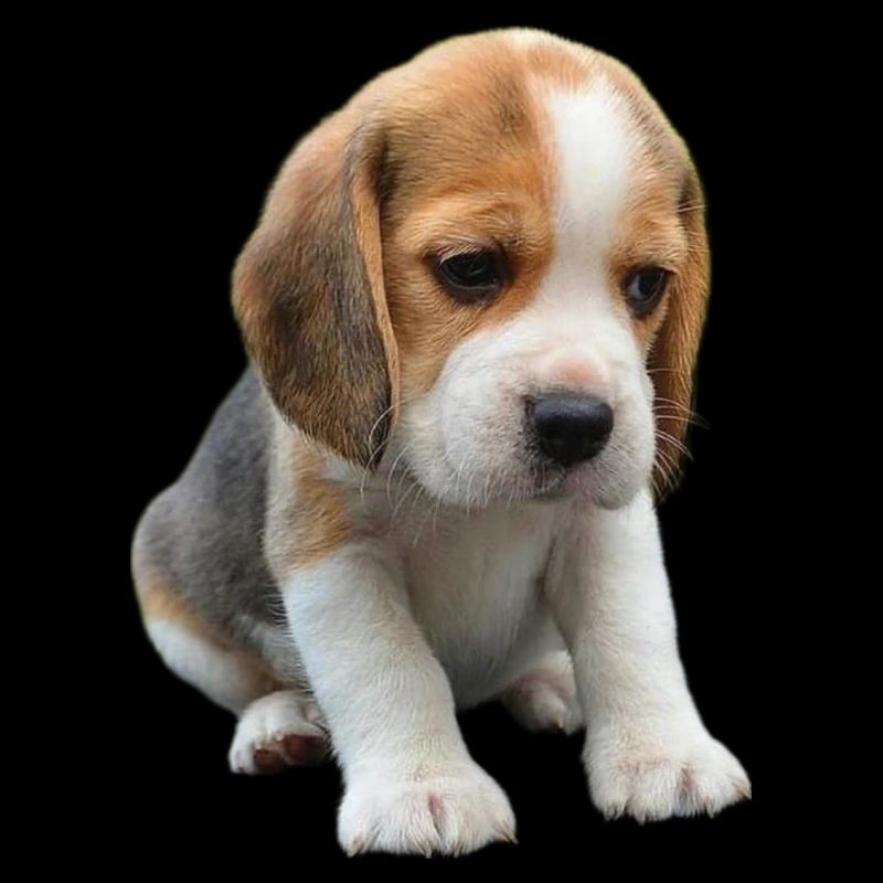 Beagle