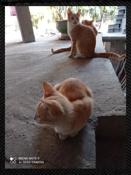 CHATS