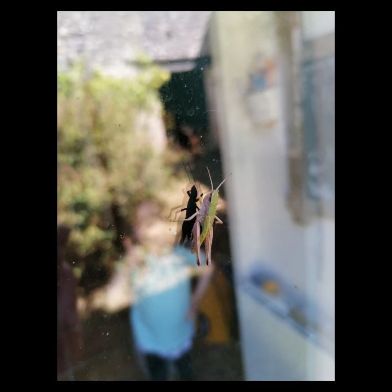 Window cricket
