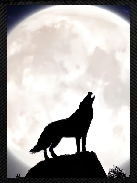 Wolf bei Nacht