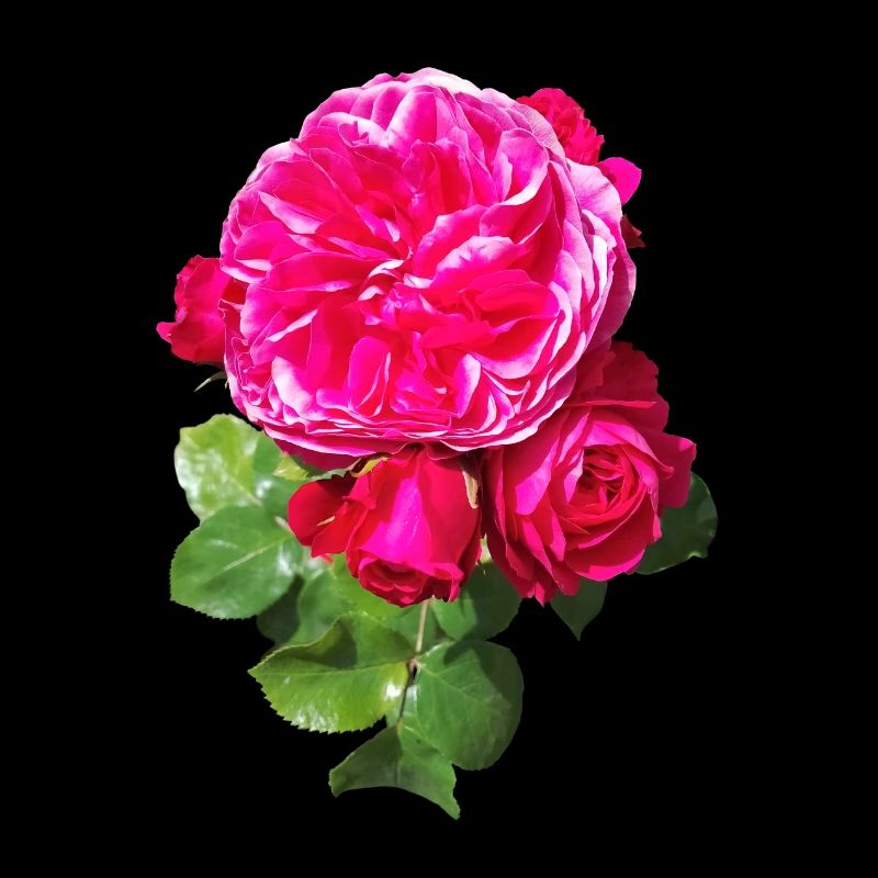 Pink spring rose