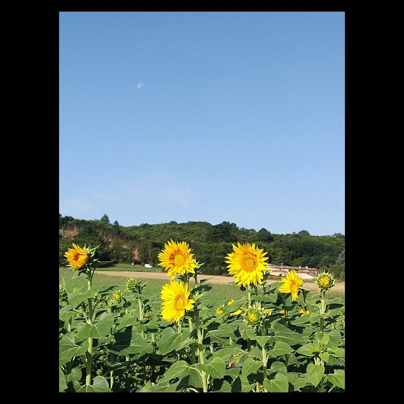 Sunflowers and morning moon