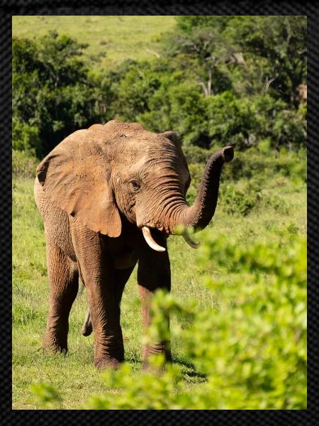Éléphant