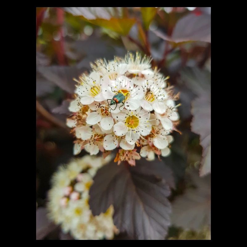 Physocarpus capitatus Blasenspiere