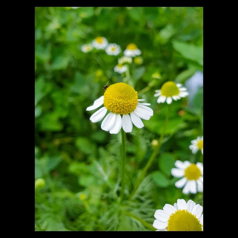 chamomile also kamilla (in german Echte Kamille)