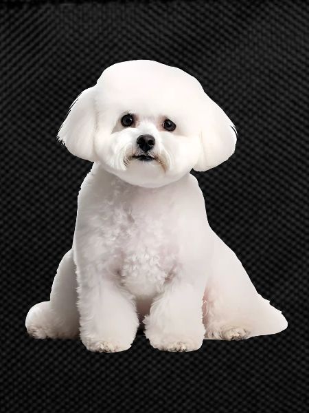 Bichon Frise