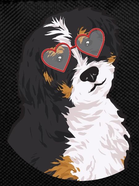 Bernedoodle Hund