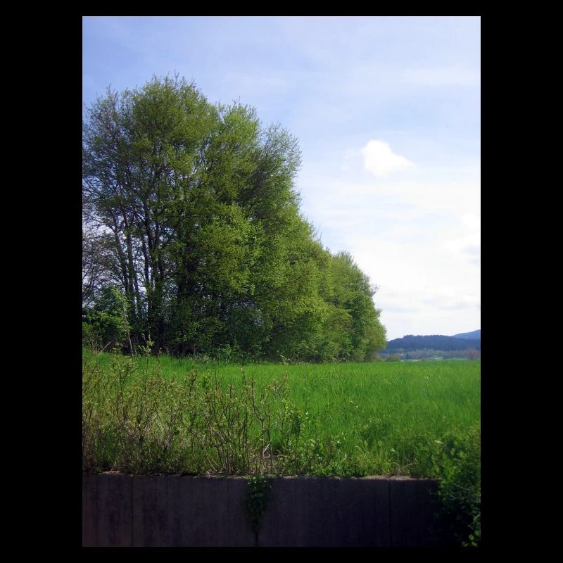 Arbres