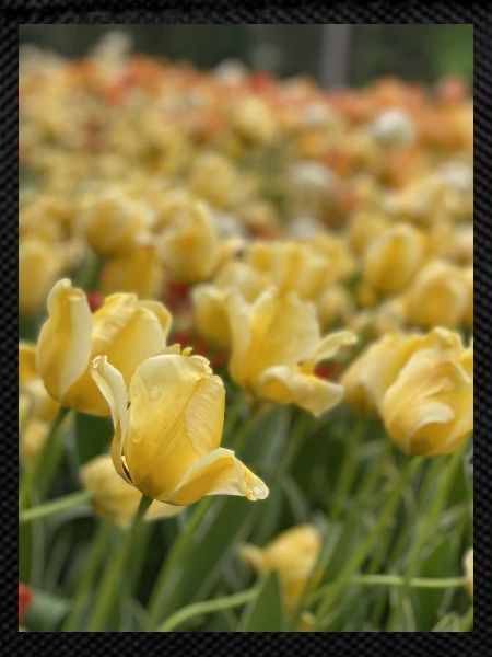 Tulipe Jaune mer