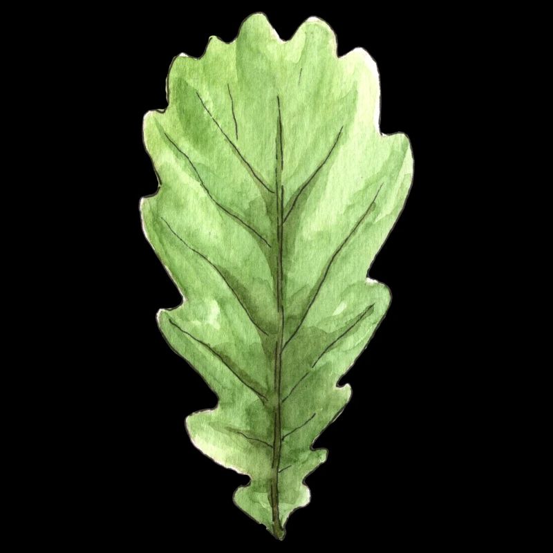 Blatt einer Eiche