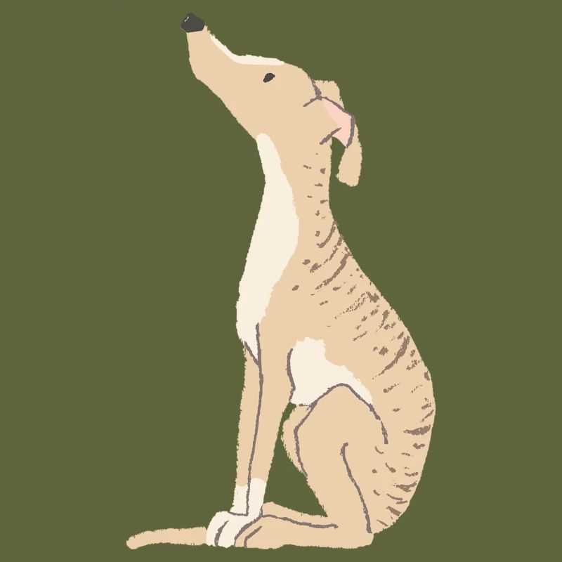 Windhund gestromt