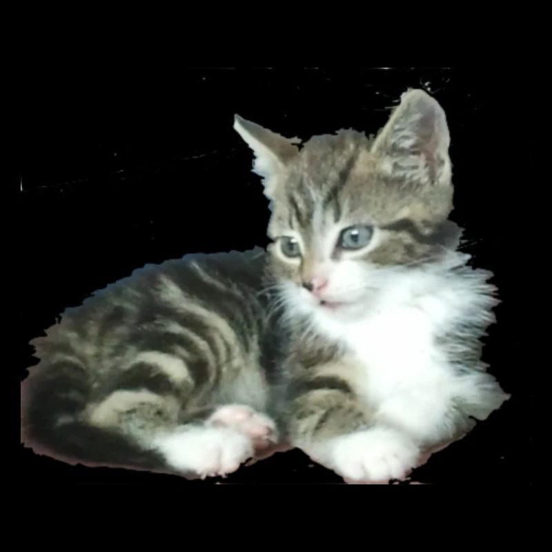 Chaton de chéri petit chaton de princesse