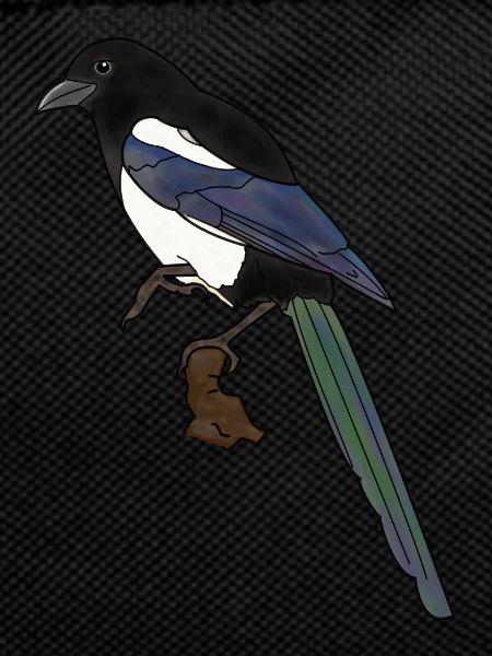 magpie