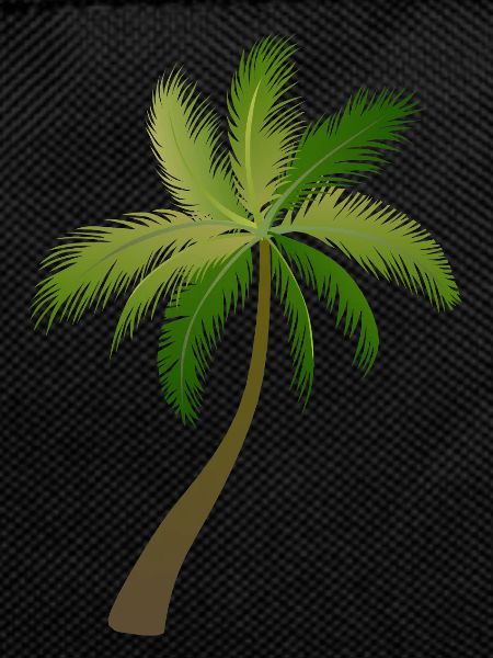 palm tree palm palms
