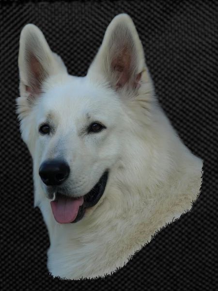 White German Shepherd head