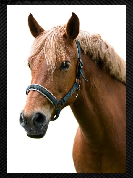 Horse. Horse.