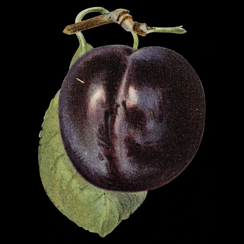 LA PRUNE 3