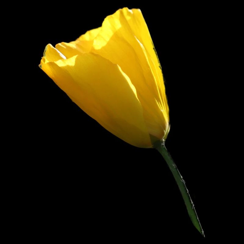 gelber Mohn Klatschmohn Mohnblume