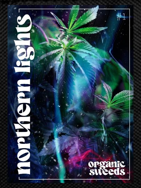 northern lights