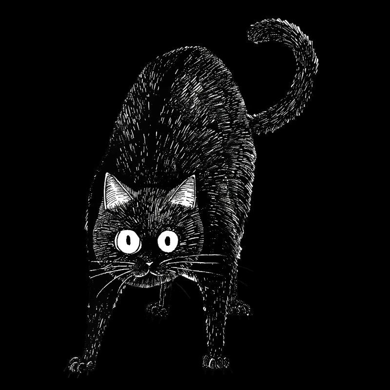 Black cat
