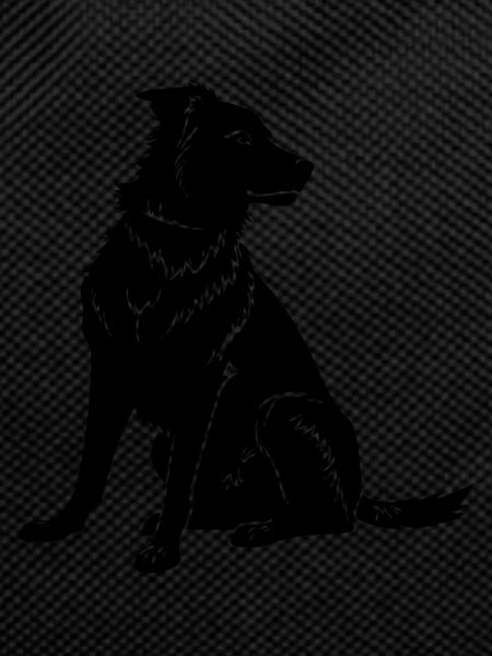 Border Collie Dog