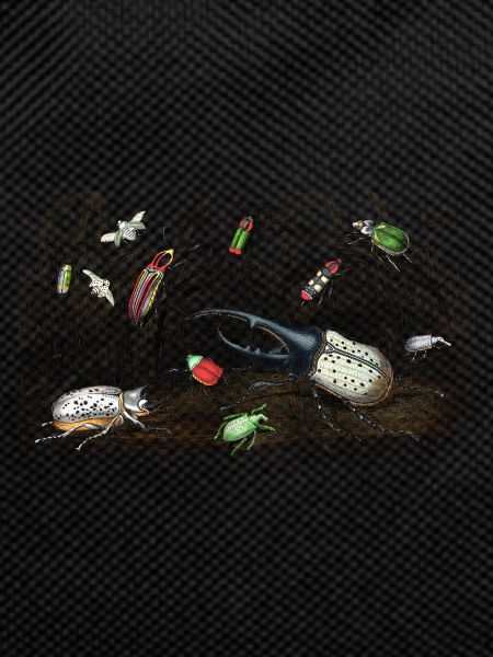 Beetle collection