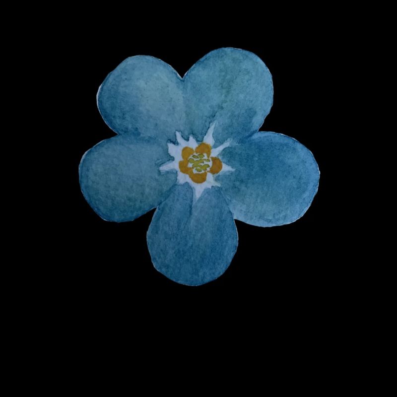 Forget-me-not bloom