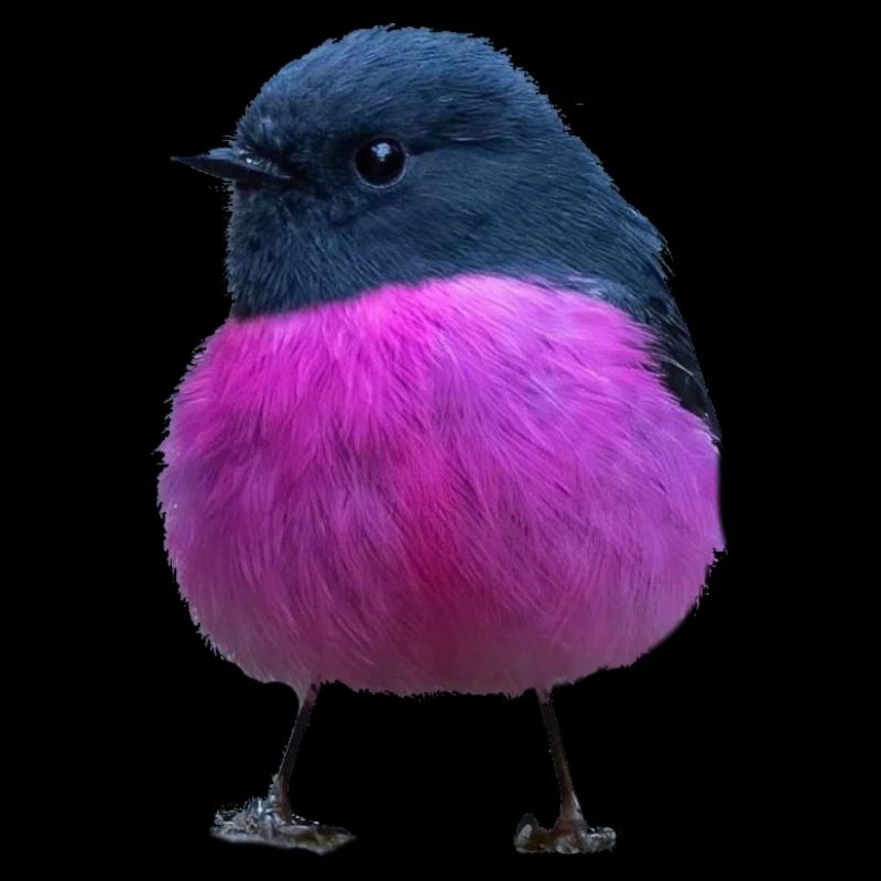 Sweet Bird/ Bird