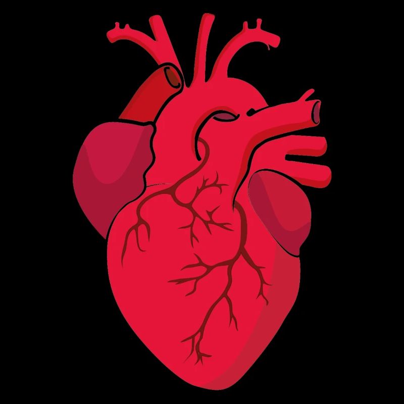 herz anatomisch