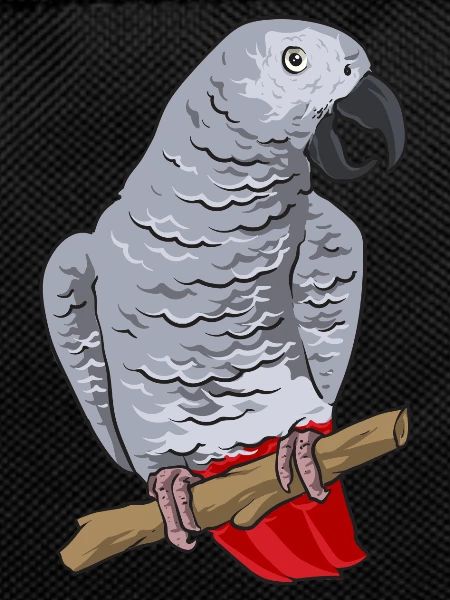 Graupapagei African Grey Parrot Papagei
