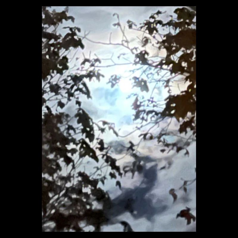 Äste vor Mondlicht