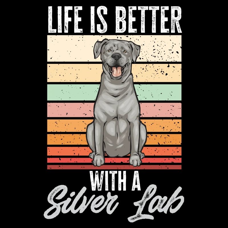 Silver Labrador Retriever Silver Lab