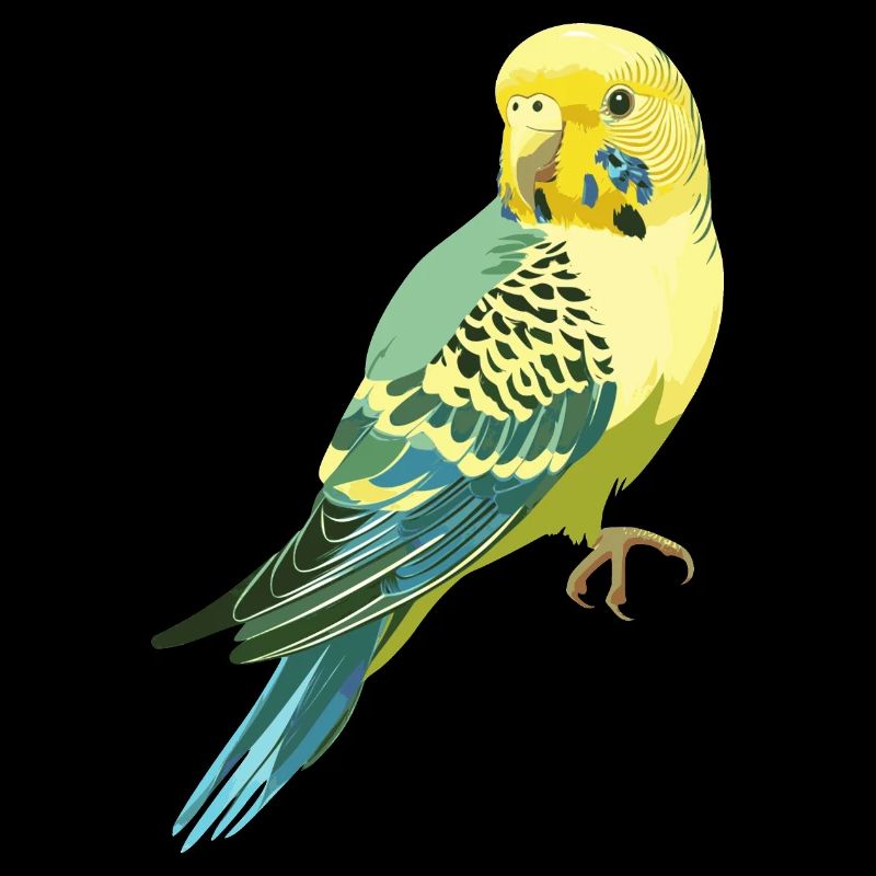 Budgerigar