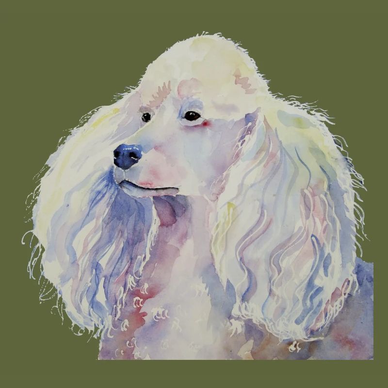 poodle standard white