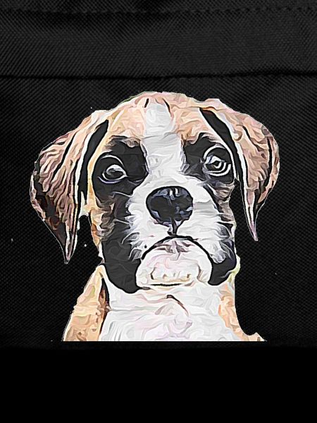 Boxer puppy