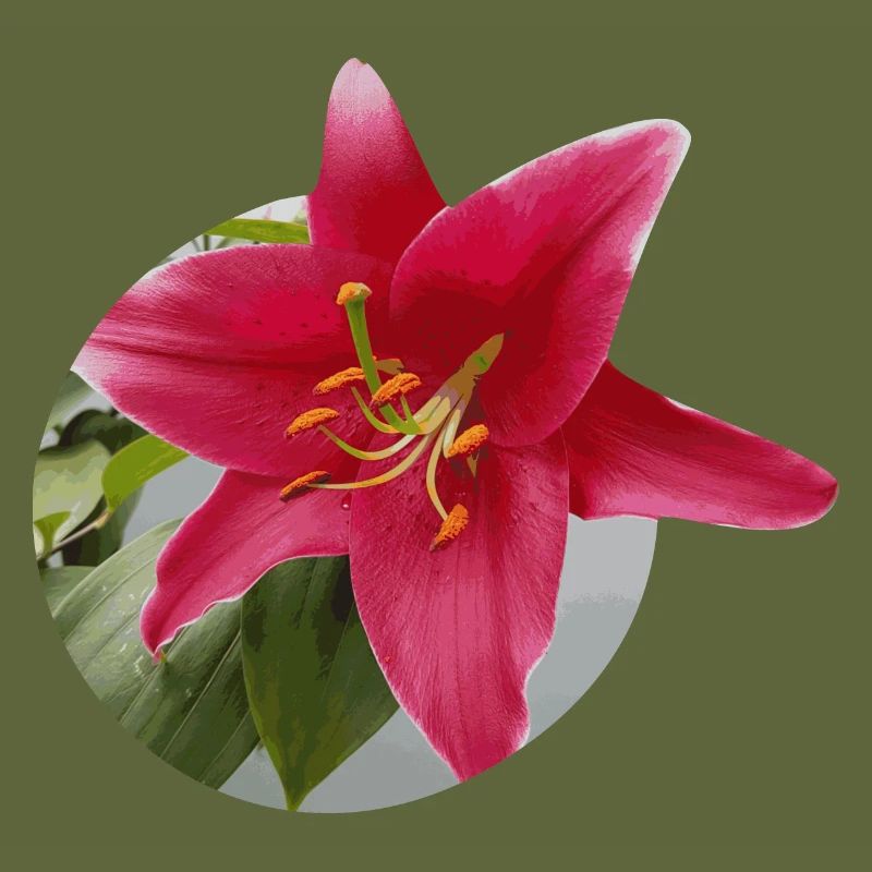 Lily2