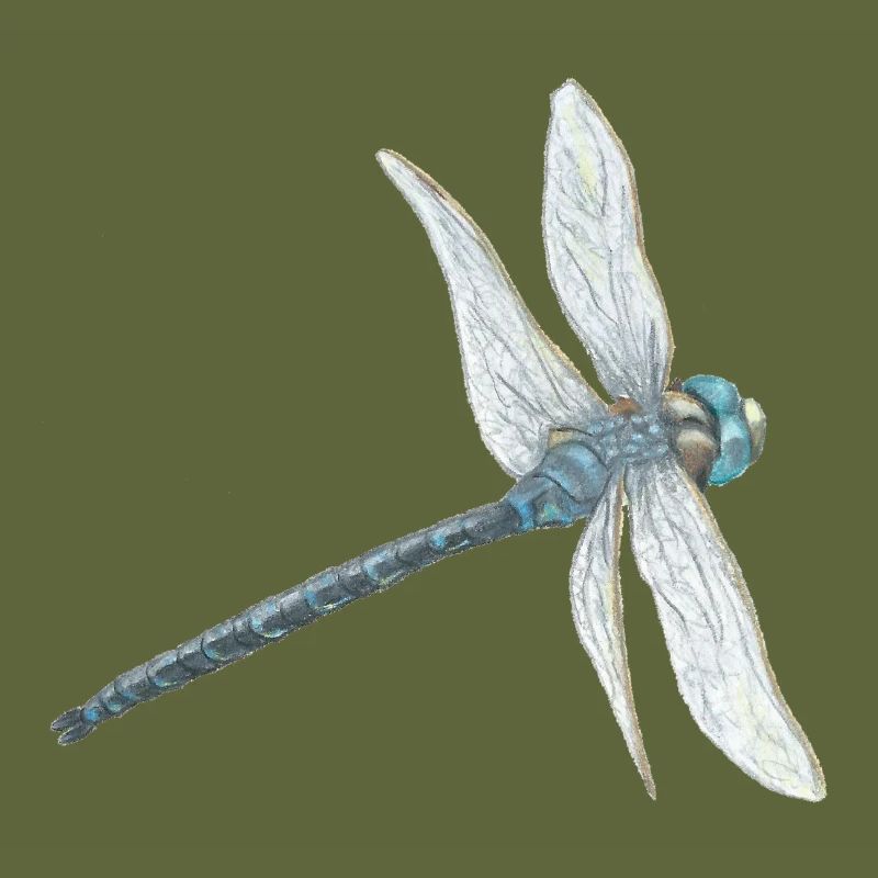 Blaugrüne Libelle Illustration
